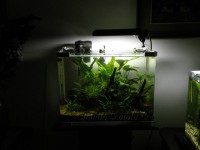 /album/i-miei-acquari1/acquario-pogostemon-jpg/